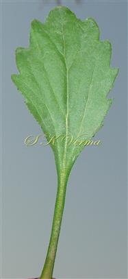  Leaf